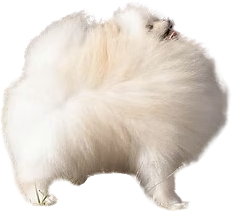 Companion Poms
