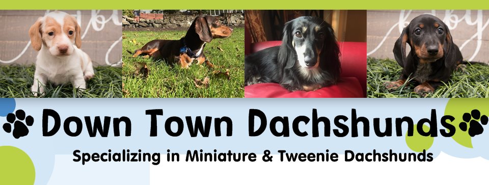 Down Town Dachshunds