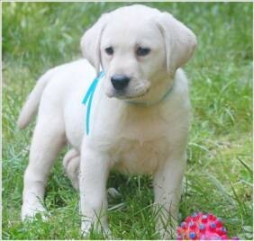 Labrador Retriever Pups for Sale