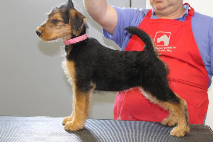 Bajanaire Kennels