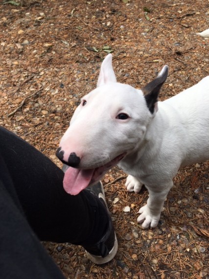 Miniature Bull Terrier puppies
