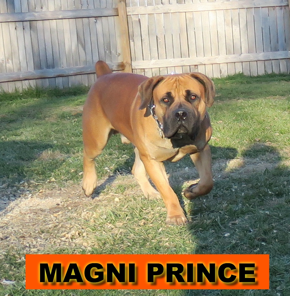 Magni Boerboels LLC