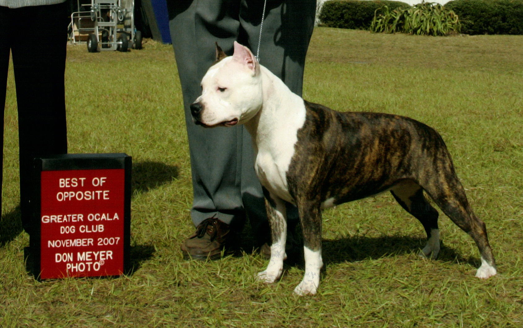 blue nile amstaff