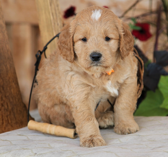 Marcel GoldenDoodle Puppies