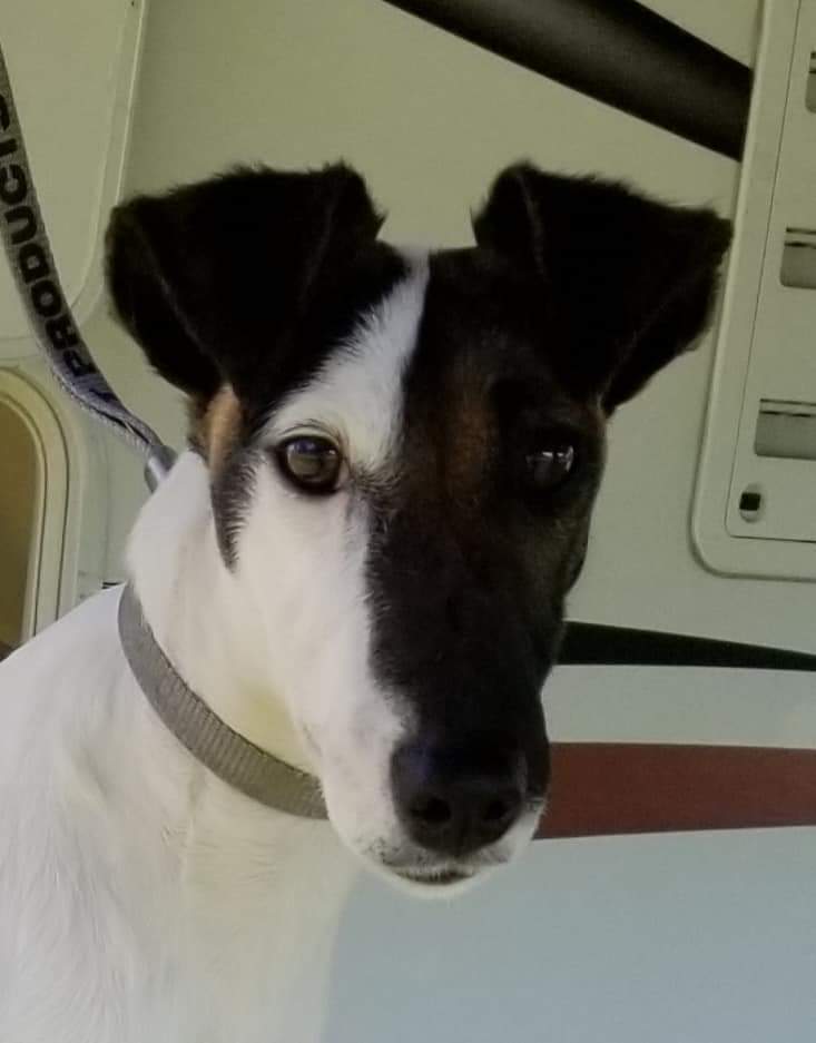 Sheez-Beez Kennels