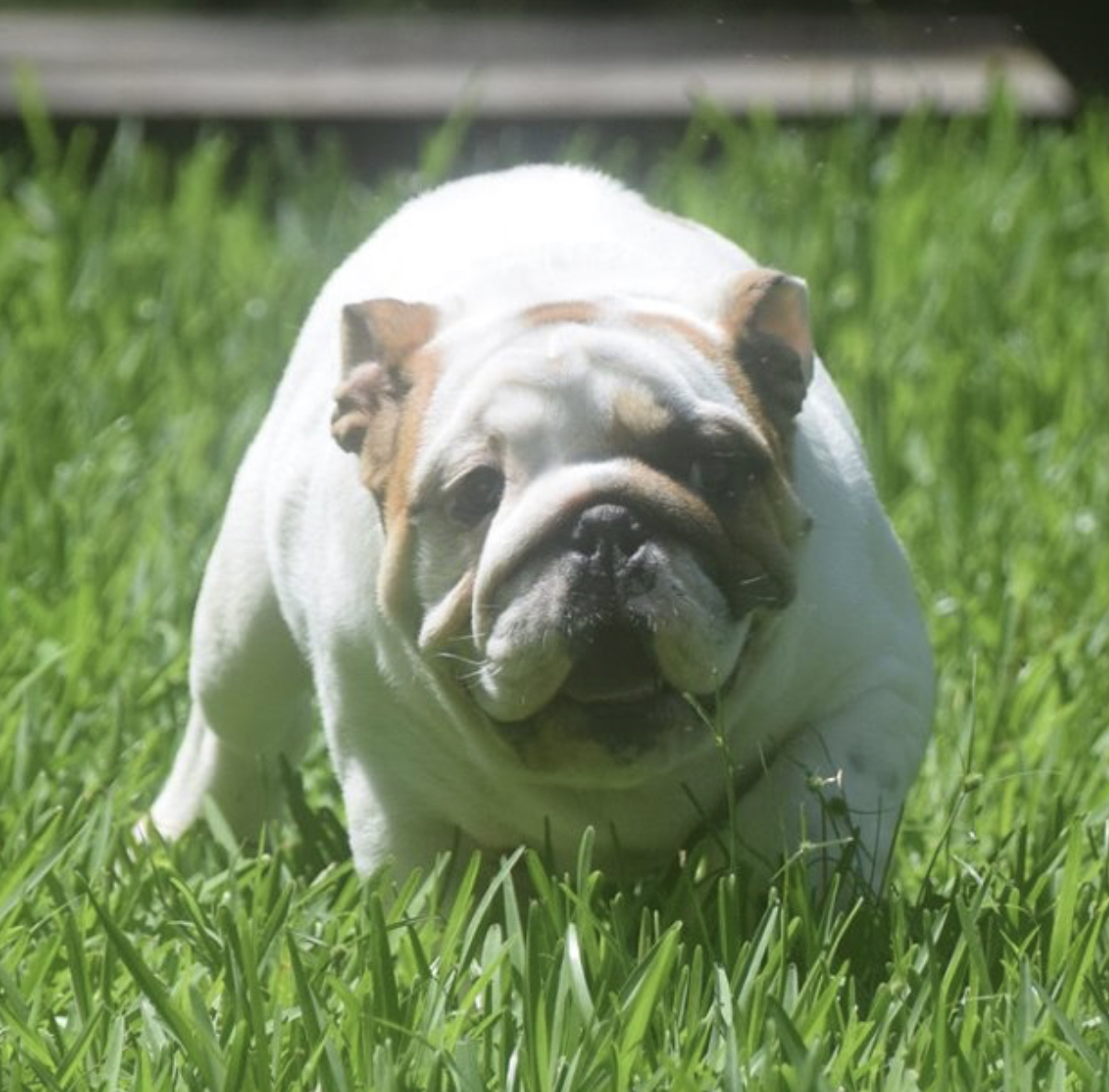 Houston English Bulldogs