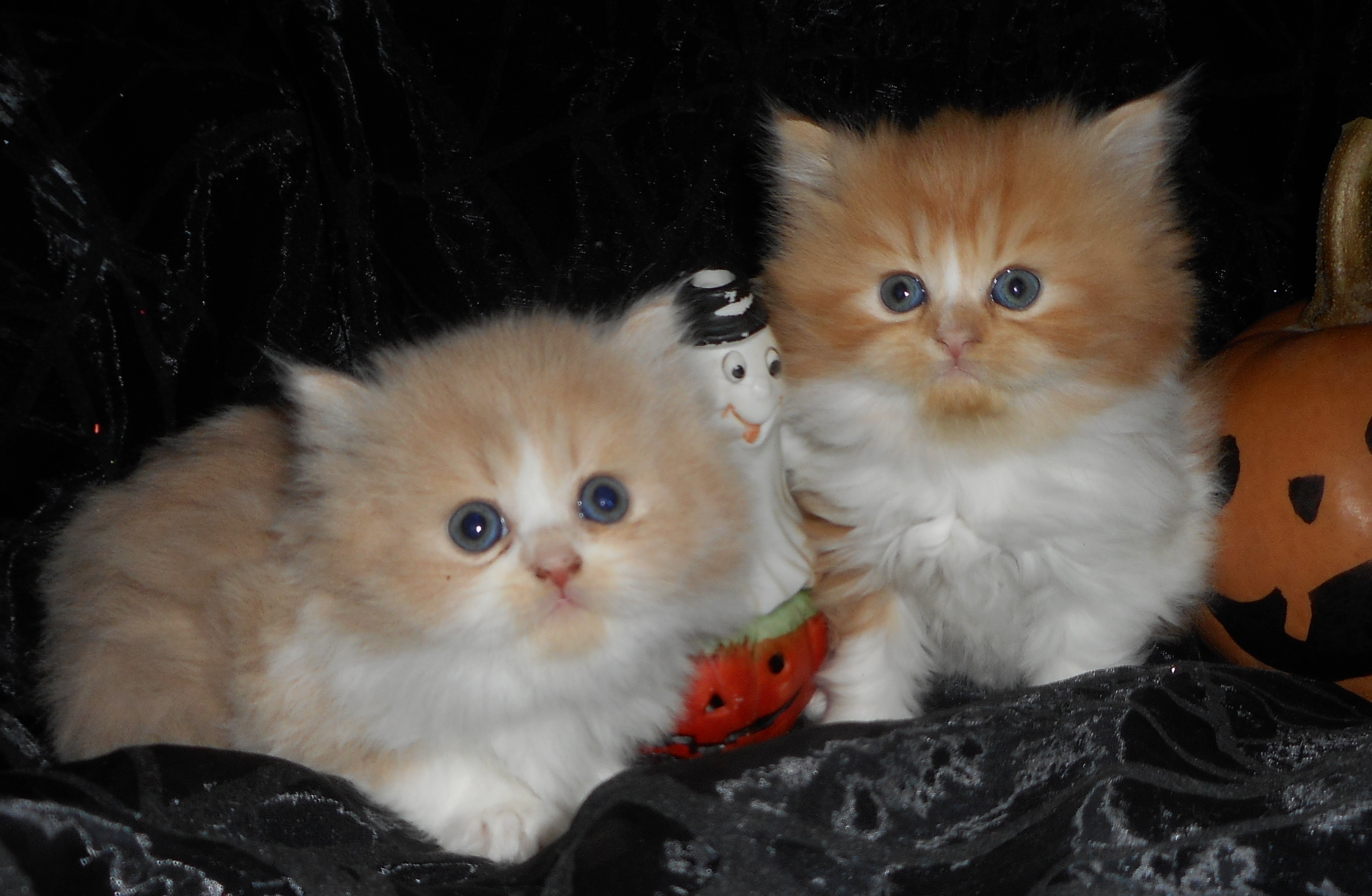 Forever Kittens Cattery