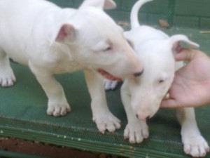 Charming Bull Terrier Puppies