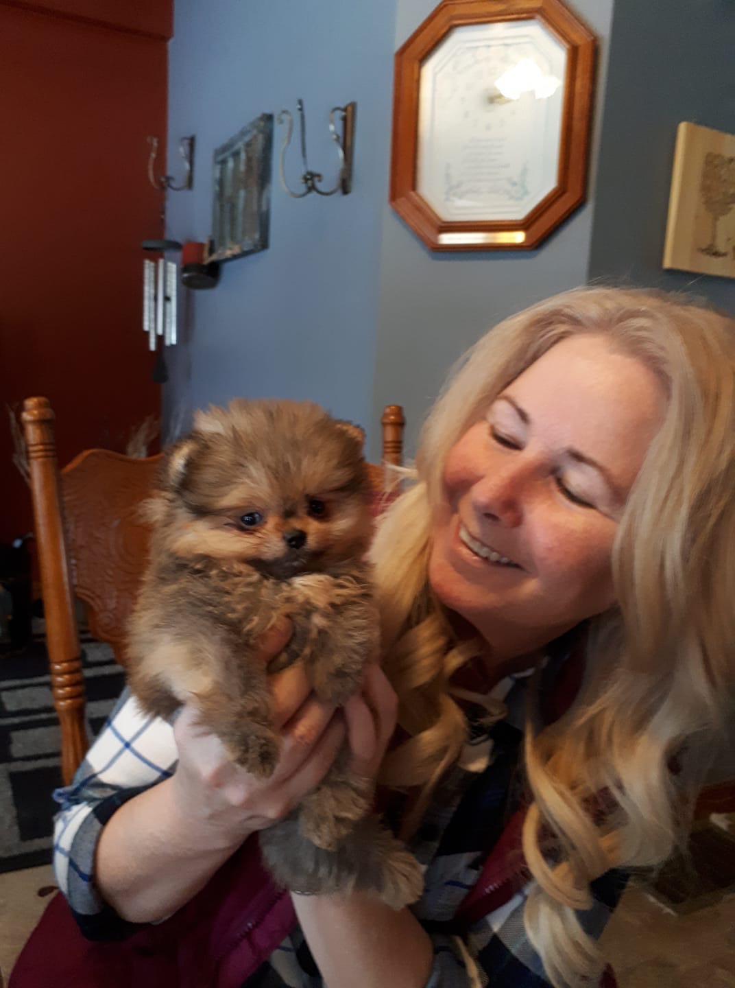 SugarLamb Pomeranians