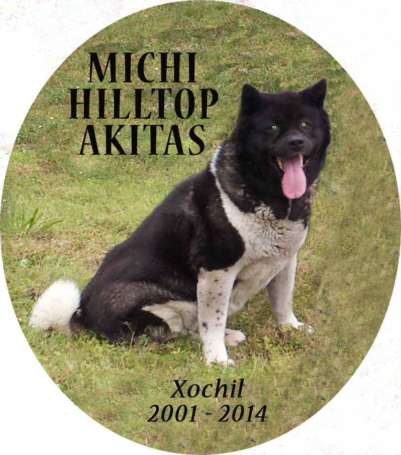 Michi Akitas