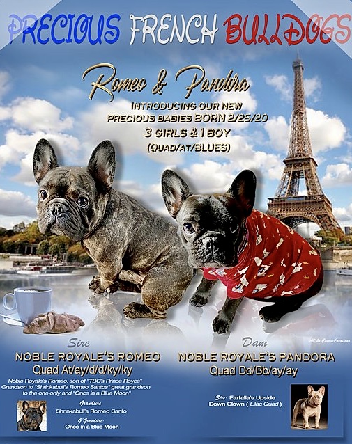 Precious French Bulldogs