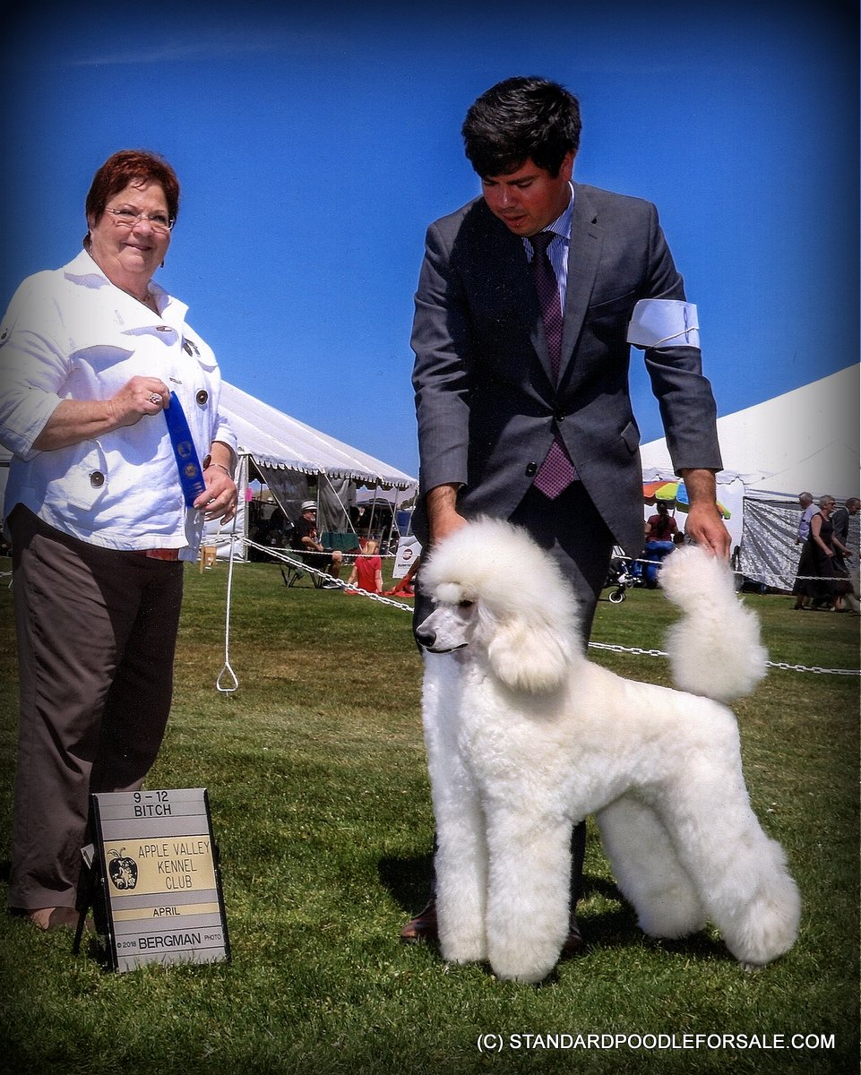 French Standard Poodles