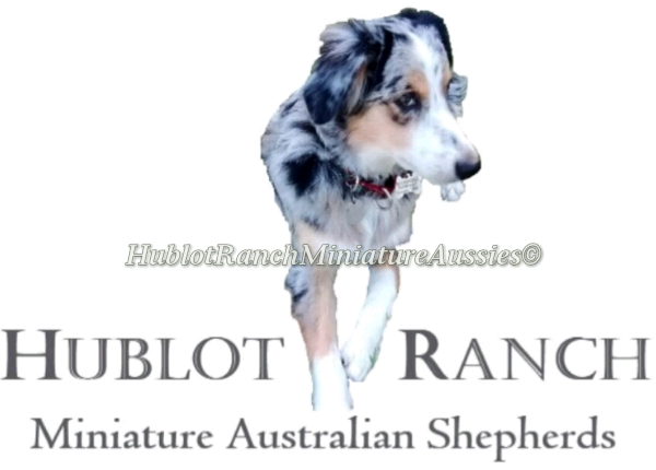 HublotRanch Miniature Aussies