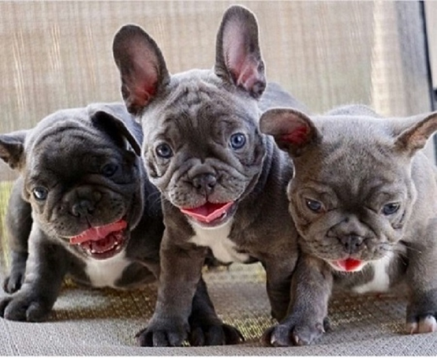 Charming French Bulldog puppies For sale