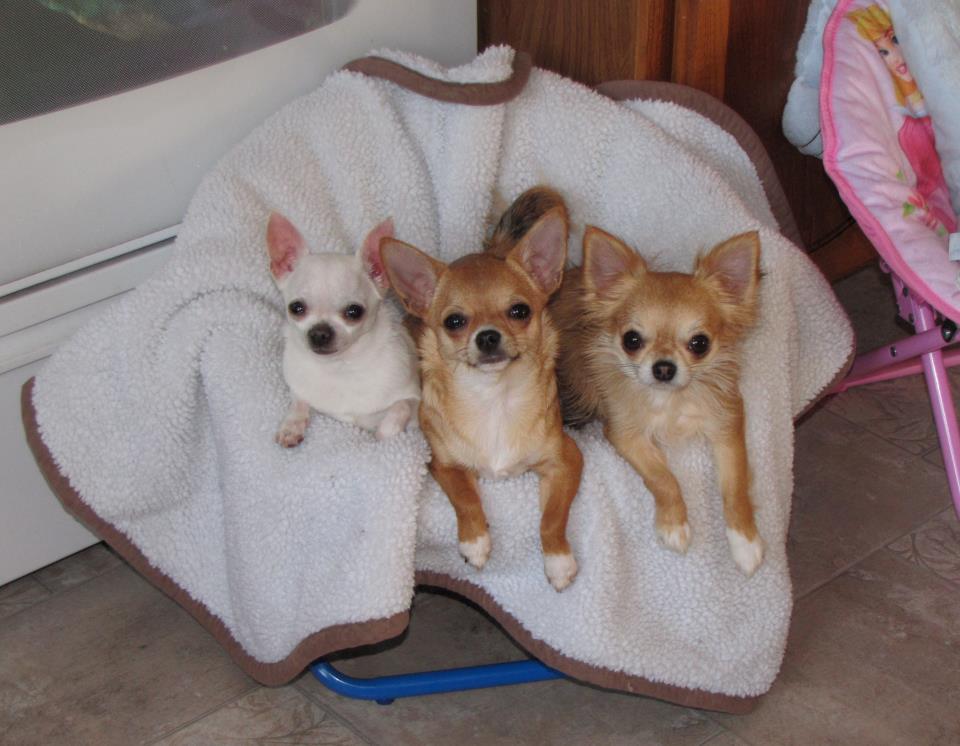 Del-Rae Chihuahuas