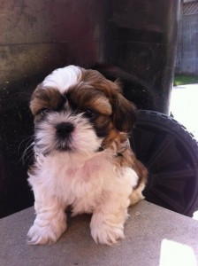 Shih Tzu Puppies