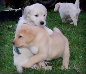 Labradoodle Puppies