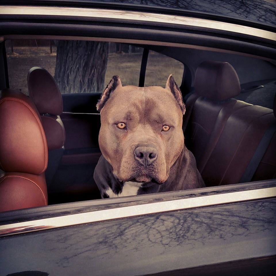 Finest Pitbulls Made