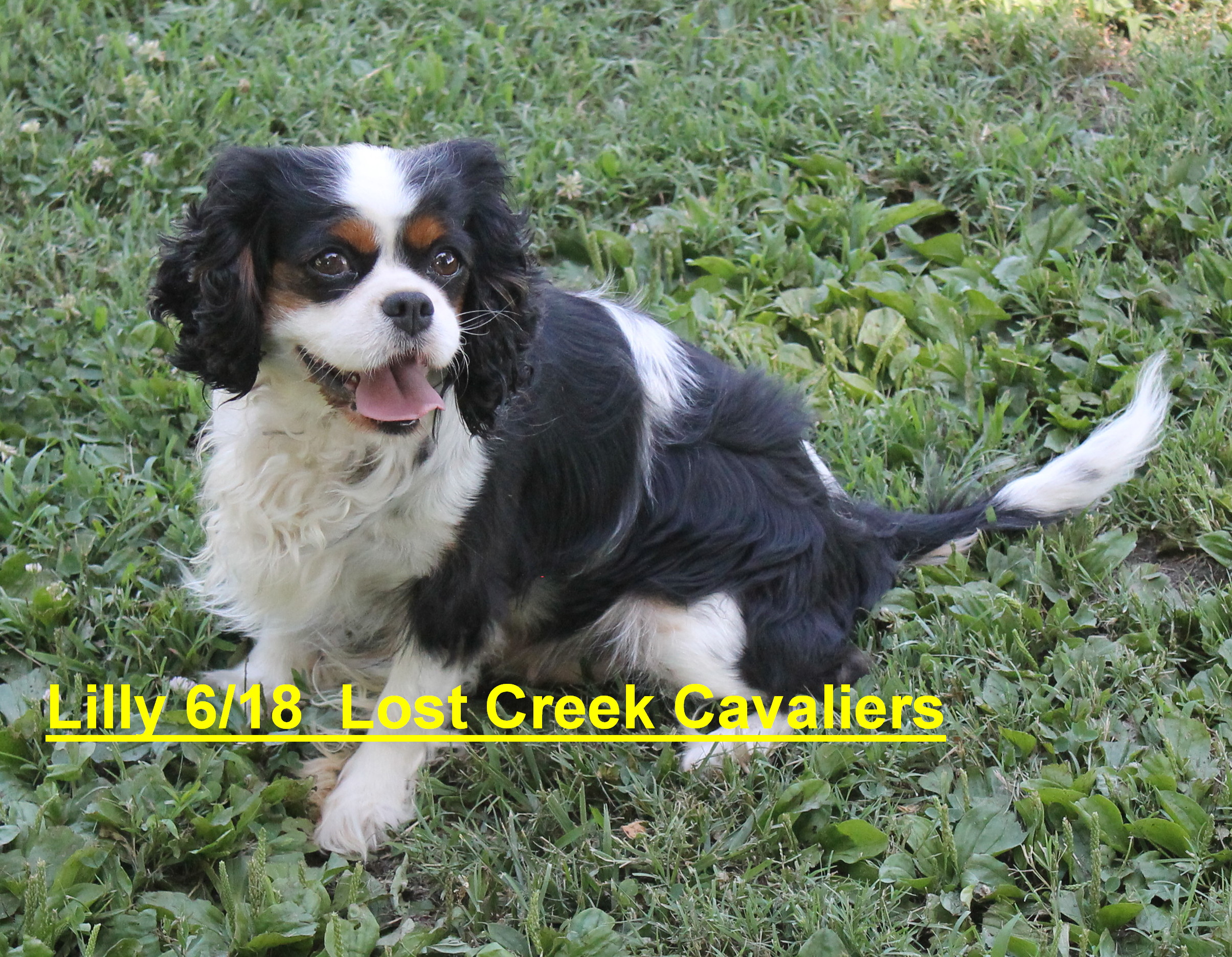 Lost Creek Cavaliers