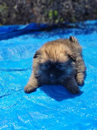 Good Looking Pomeranian Puppies