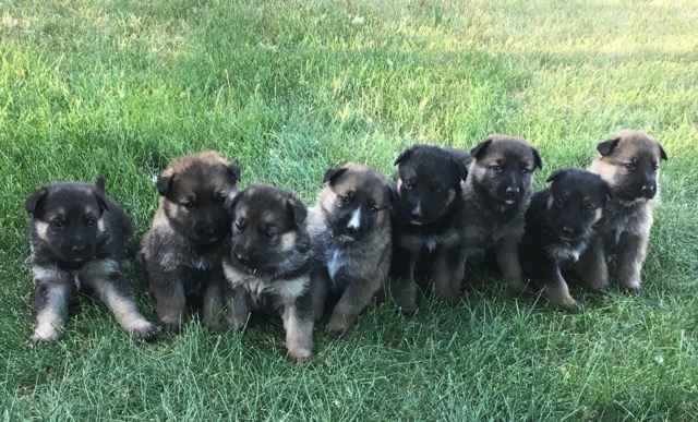 Hammitt Pups