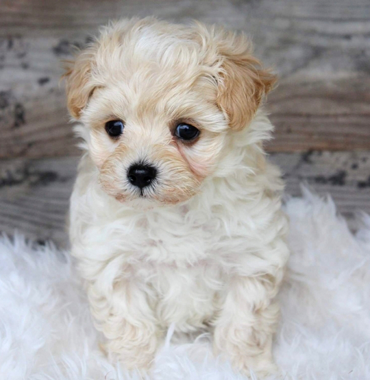 maltipoo