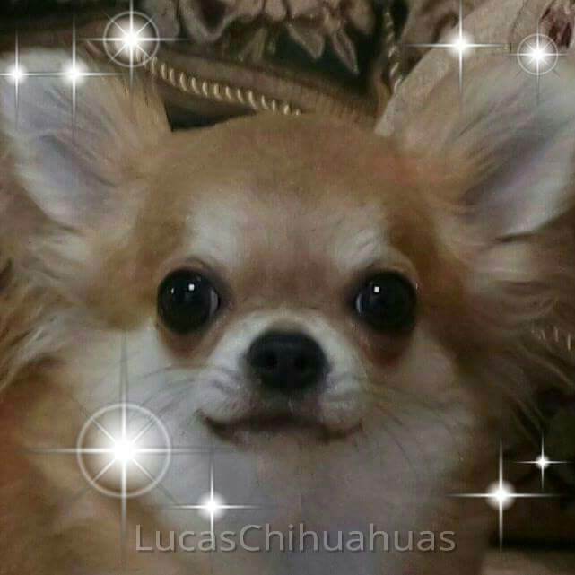 Lucas Chihuahuas