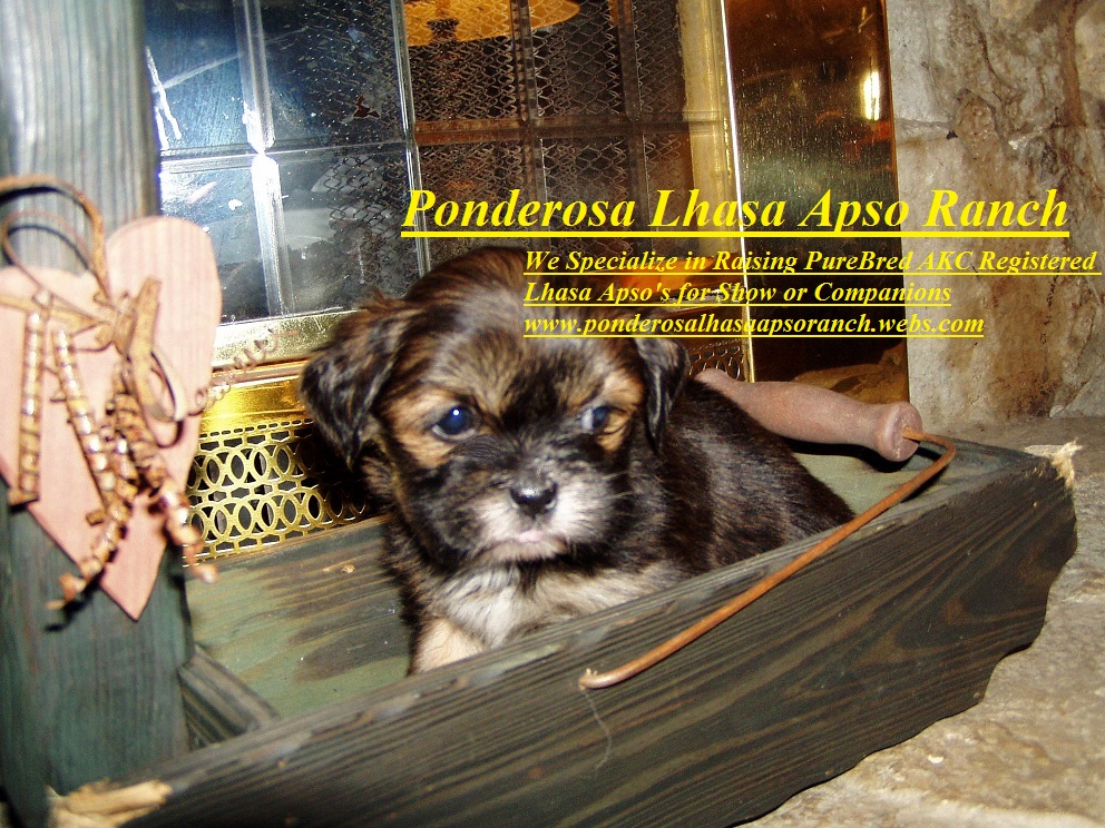 Ponderosa Lhasa Apso Ranch