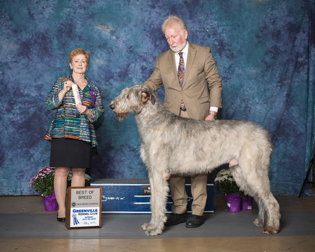 Glencairn Irish Wolfhounds