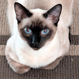 Sweet Siamese