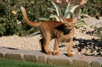 CanyonKatz Abyssinians