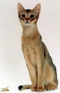 Abyroad Abyssinians