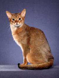 Irishcoons Maine Coons