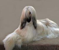 Chandhara Afghan Hounds