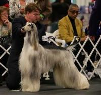 Adorah Afghan Hounds