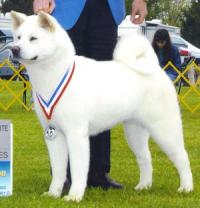 BayCrest Akitas