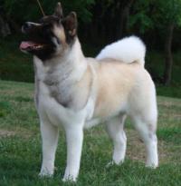 Mt Joy Akitas