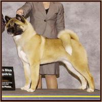Summit Akitas