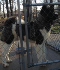 Big Bear Akitas