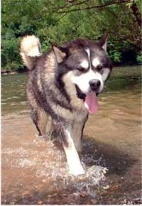 Hudsons Malamute