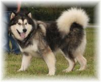 Lonestar Malamutes