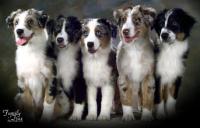 Firestar Australian Shepherds