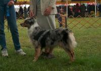 Bellakona Australian Shepherds