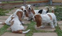 Desiree Acres Bassets