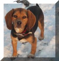Green Country Beagles