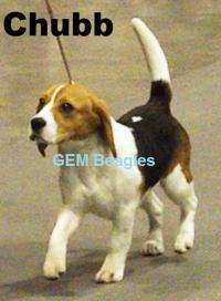 Gem Beagles