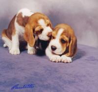 Windsong Beagles