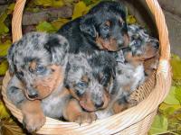 Beaucerons du Chateau Rocher