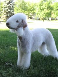 bedlington terrier breeders near me