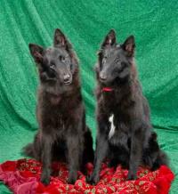 Shetara Belgian Sheepdogs